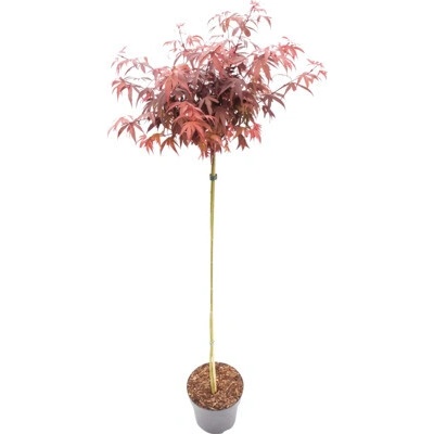 Javor dlanitolistý Acer palmatum 'Shaina' polokmen 90 cm květináč 6,5 l