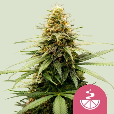 Royal Queen Seeds Lemon Skunk semena neobsahují THC 3 ks