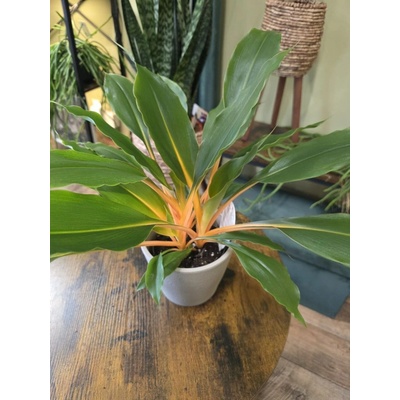 Chlorophytum Green Orange – Zboží Dáma