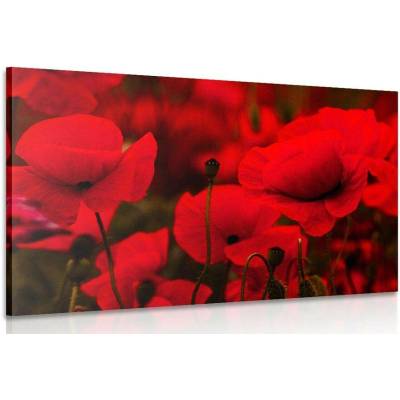Obraz pole divokých máků - 40x30