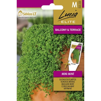 Image 1 of Seklos Мента Корсиканска Мини Mentha requienii