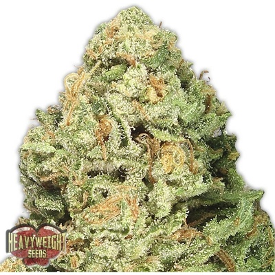 Heavyweight Seeds Fruit Punch semena neobsahují THC 3 ks