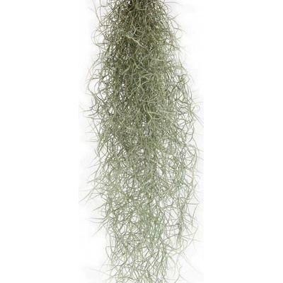 Tilandsie provazovkovitá, Tillandsia usneoides, závěs 45 - 50 cm dlouhý