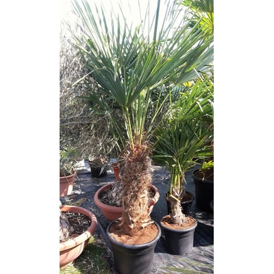 Trachycarpus fortunei – kmeň 50-60cm, celková výška 140cm+