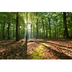 DIMEX ART Флизелинов фототапет сутрин в букова гора 375 x 250 см