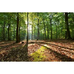 DIMEX ART Флизелинов фототапет сутрин в букова гора 375 x 250 см