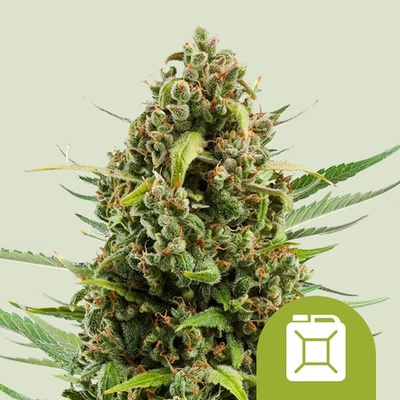 Royal Queen Seeds Diesel Automatic semienka neobsahujú THC 100 ks