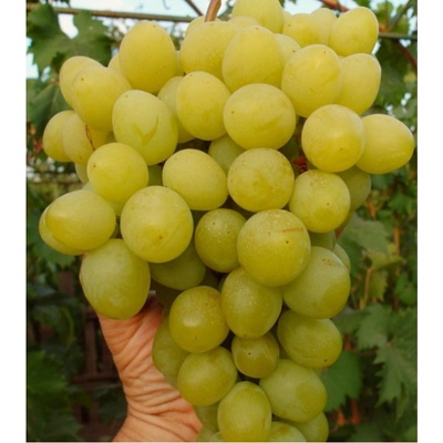 Vinič VALJOK premium rezistent stolový veľmi skorý veľmi veľké bobule