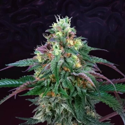 Perfect Tree Lemon Curd semienka neobsahujú THC 6 ks