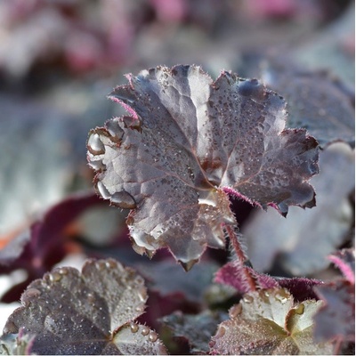 Dlužicha Palace Purple - Heuchera - prodej semen - 20 ks