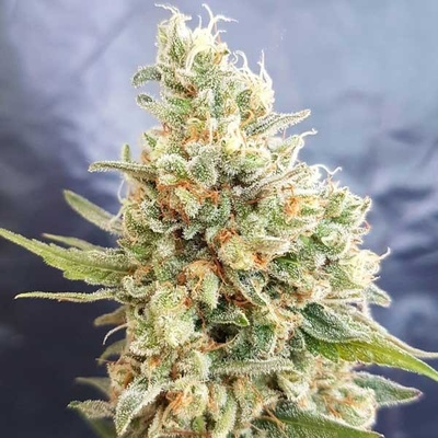 Freedom Of Seeds Crystal Dwarf AUTO regular semena neobsahují THC 5 ks