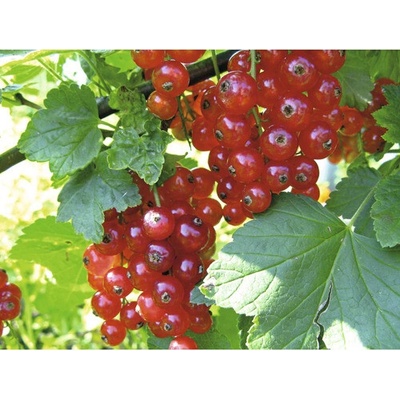Ríbezľa červená BIO FloraSelf Bio Ribes rubrum 'Jonkheer van Tets' výška cca 30 cm kvetináč 2 l