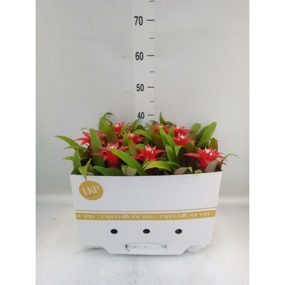 GUZMANIA arr. 10,5/35cm