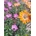 Osteospermum