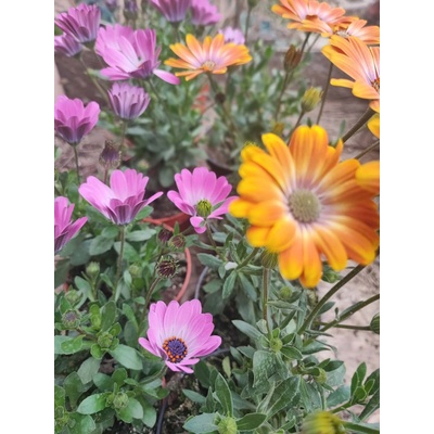 Osteospermum