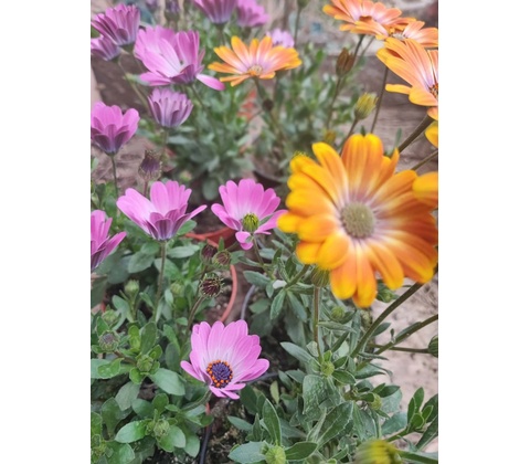 Osteospermum