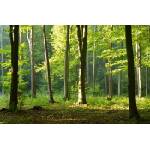 DIMEX ART Флизелинов фототапет сутрешна разходка в гората 375 x 250 см