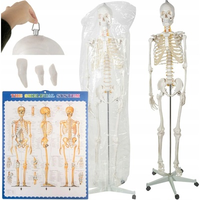 Anatomický model kostry 1:1 170 cm Malatec 22583