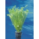 Mayaca fluviatilis