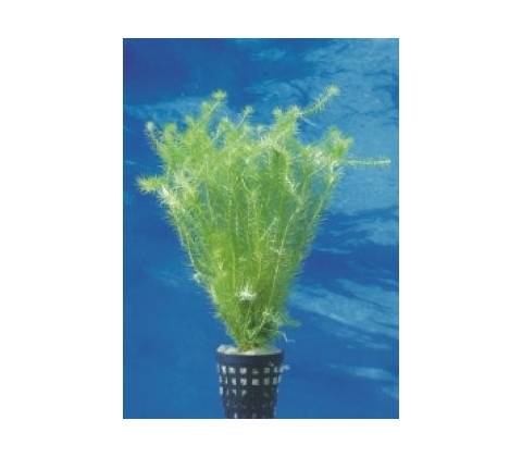 Mayaca fluviatilis