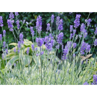 Levanduľa prostredná Platinum Blonde - Lavandula intermedia, kont. 0,5 l