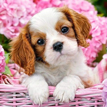 Image 1 of Norimpex - Puzzle Diamant painting: Puppy in a pink basket 30x40cm - 1 - 39 piese