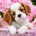 Norimpex - Puzzle Diamant painting: Puppy in a pink basket 30x40cm - 1 - 39 piese