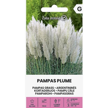 Image 1 of Seklos Пампаска трева Бяла Cortaderia selloana Pampas plume