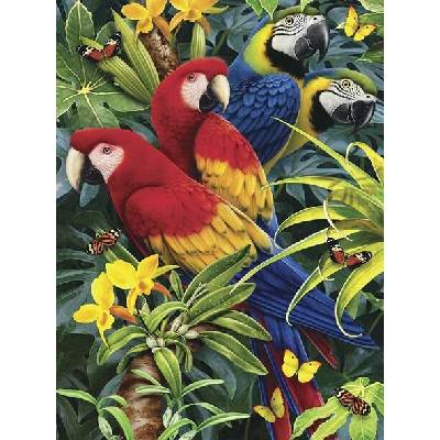 Royal Langnickel malování podle čísel papoušci 22 x 30 cm karton