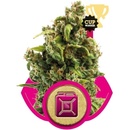 Royal Queen Seeds Sour Diesel semena neobsahují THC 3 ks