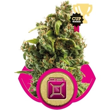 Royal Queen Seeds Sour Diesel semena neobsahují THC 3 ks