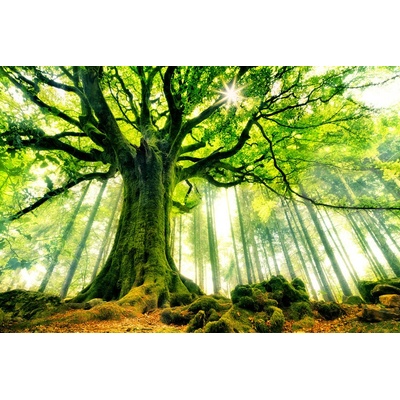 Plagát, Obraz - Ponthus' Beech, Christophe Kiciak, 40 × 26.7 cm