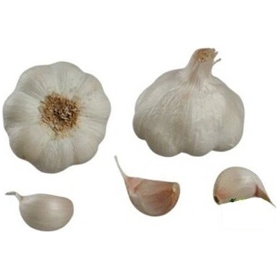 Francouzský sadbový česnek THERADOR počet v balení: 4 palice