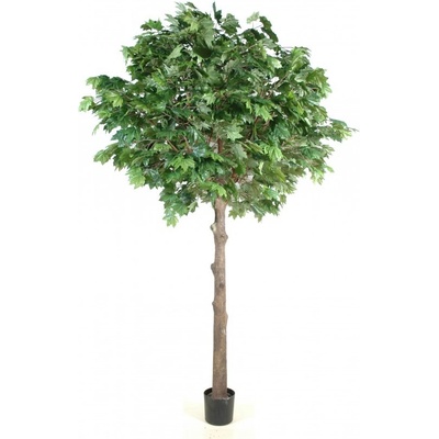 Sycamore Platinum strom, 300cm