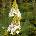 First Edition® Jetstream® Oakleaf hydrangea - Дъбовидна хортензия