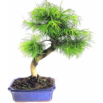 bonsai - pamodřín (Pseudolarix sp.) 17-M