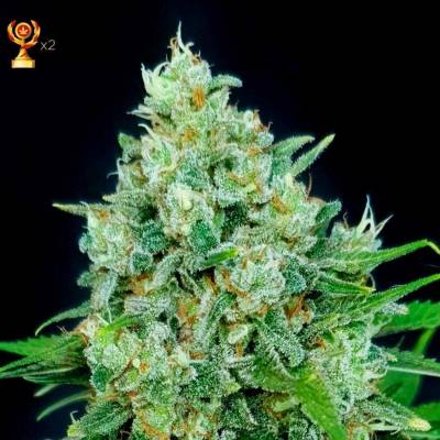 Exclusive Seeds Bank Cheese x Critical semena neobsahují THC 3 ks