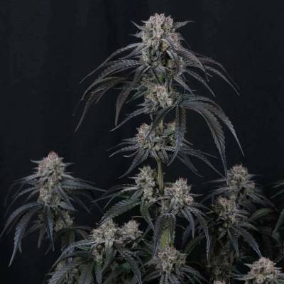 Fast Buds Mango Frost Auto semena neobsahují THC 3 ks