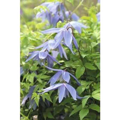 Plamének alpský na špalíru FloraSelf Clematis alpina cca 60 cm květináč 6 l