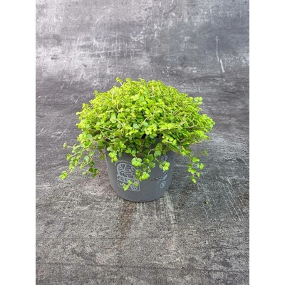 Soleirolia soleirolii světlá 11 cm (Domácí štěstí, které miluje vlhko)