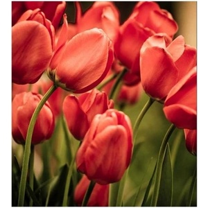 DIMEX ART Флизелинов фототапет червени лалета 225 x 250 см