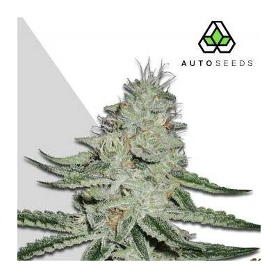 Auto Seeds Dreamberry AUTO semena neobsahují THC 5 ks