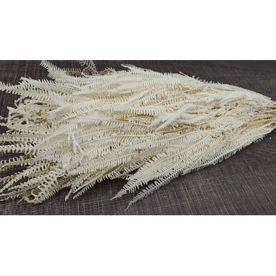 Papraď Umbrella - farba krémová
