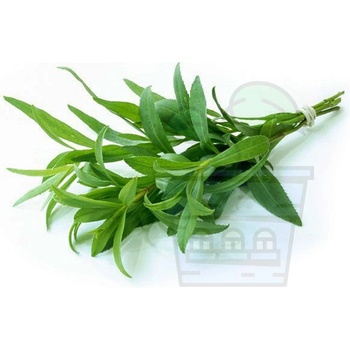 Image 1 of Семена от Естрагон 0.5 гр / ± 2500 бр (343000)