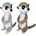 SUN-DAY Meerkat 2 colors