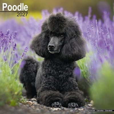 AVONSIDE Pudel, 30 x 30 cm 2027