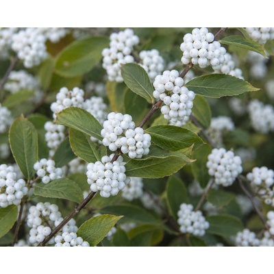 Krásnoplodka Bodinierova 'Snowqueen'