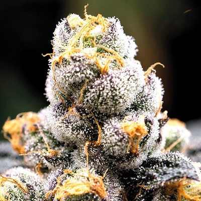 Anesia Seeds Anesia Scout Cookies semienka neobsahujú THC 10 ks