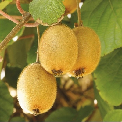 Kiwi BIO samosprašné FloraSelf Bio Actinidia deliciosa 'Jenny' výška cca 30 cm květináč 2 l