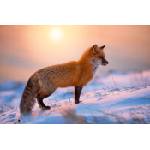 DIMEX ART Флизелинов фототапет лисица в снега 375 x 250 см